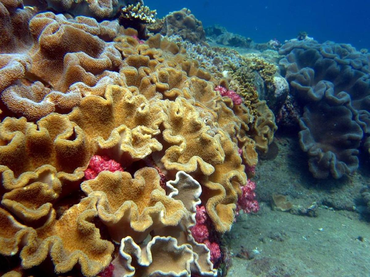 Seadina Coral Home Matara Luaran gambar